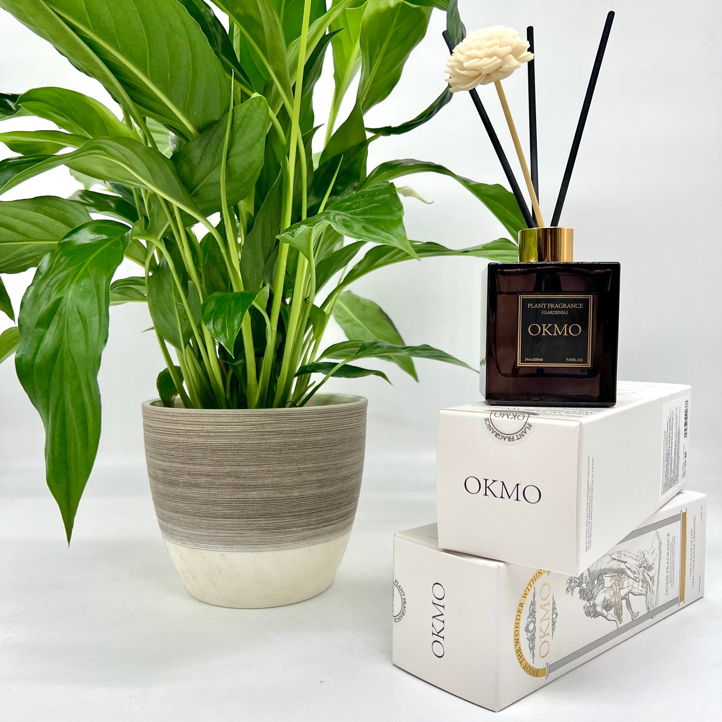 Gardenia Jasminoides