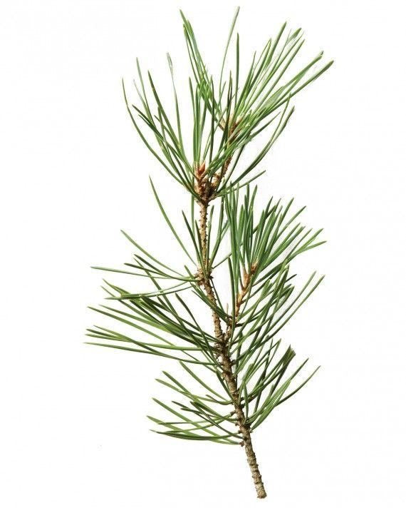 Sunny Cedar