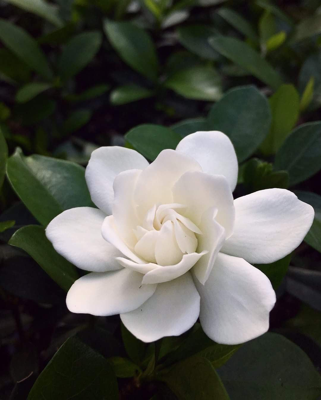 Gardenia Jasminoides