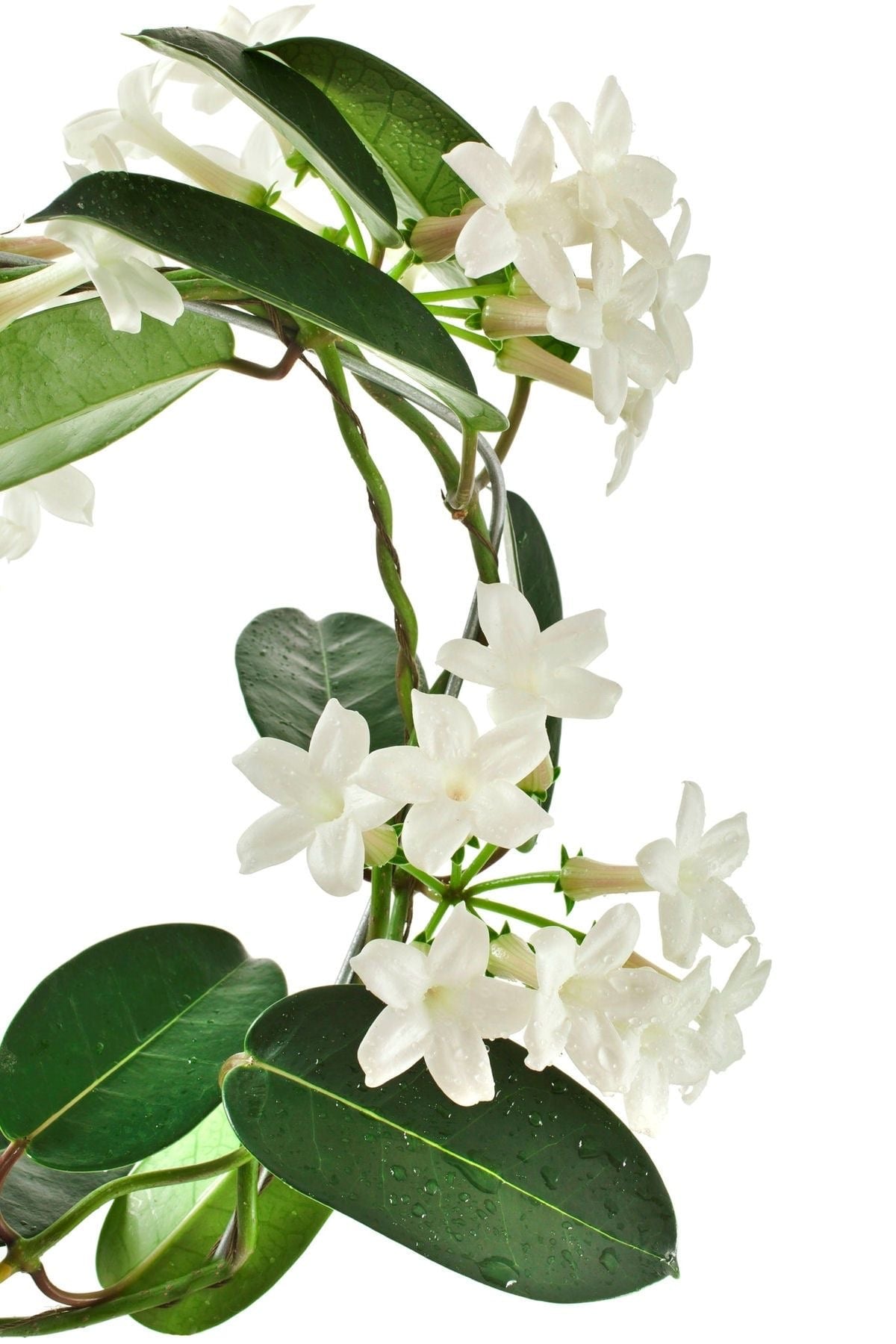 Sweet Dream Real Jasmine Petals Shower Gel