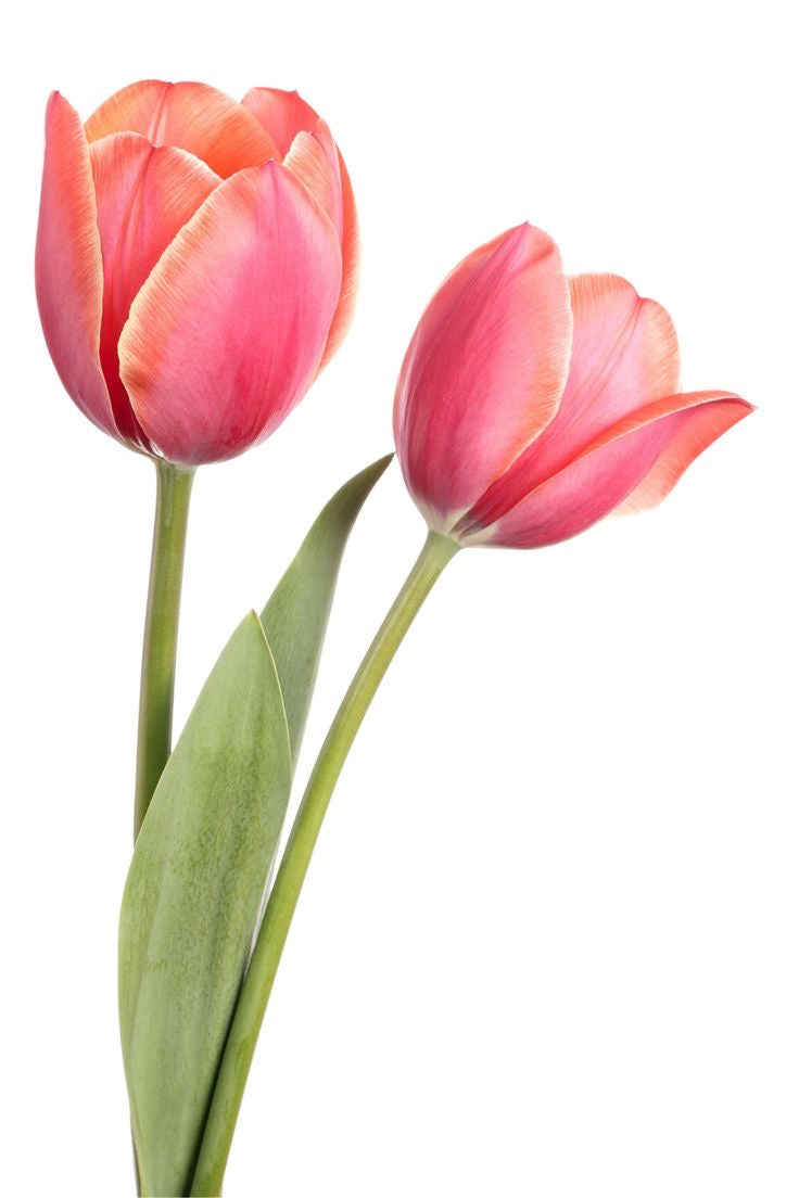 Tulip Bliss Home Set
